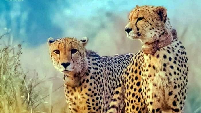 Гепарди в національному парку Куно в районі Шеопур